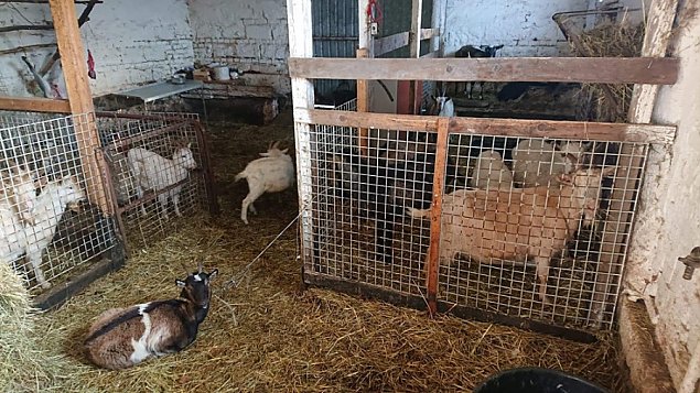 Odkryto nielegalną rzeźnię. 74-latkowi grozi więzienie