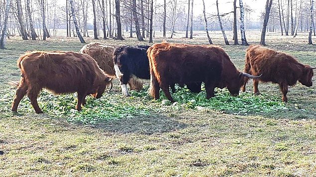 Nowy szeryf w Starej Wsi? Bizony już są