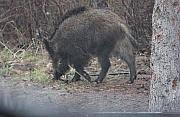 Uwaga, dzik na drodze! Coraz więcej wypadków