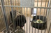 Strażnicy kontra pies-olbrzym. "Odmawiał wykonywania poleceń"