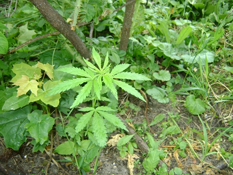 Matka Boska "zielna" - marihuana pod kocioem
