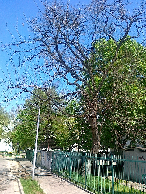 Kochanowskiego: trzeba wyci to drzewo