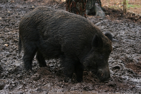 Odstrza dzikw? Tylko w ostatecznoci