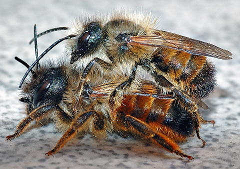 alt='Ratuj pszczoy stawiajc im &quot;hotel&quot;. Zgo si do Greenpeace'