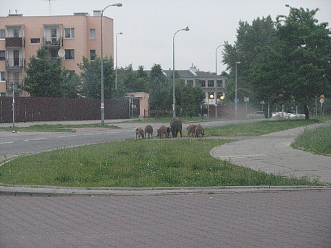 Dzikie niadanie na trawie przy Strumykowej