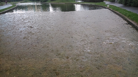 Brud i glony w oczkach wodnych w parku Brdnowskim