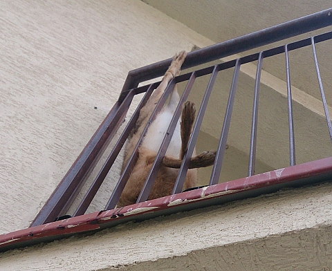alt='Makabra na Nowodworach: padlina na balkonie'