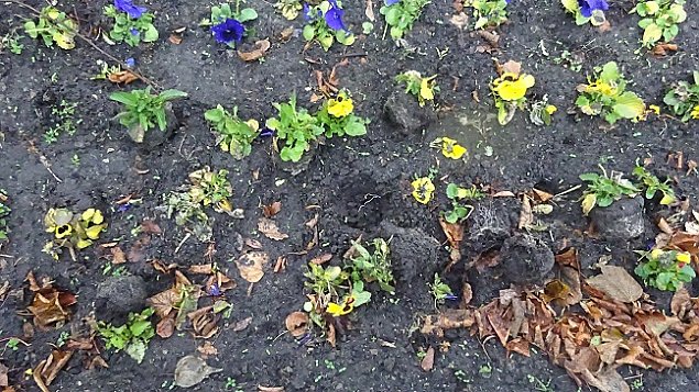 Co si stao kwiatkom w naszym parku?