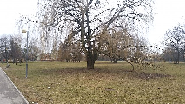alt='Drzewa w parku Grczewska choruj. Szykuje si wielka wycinka?'