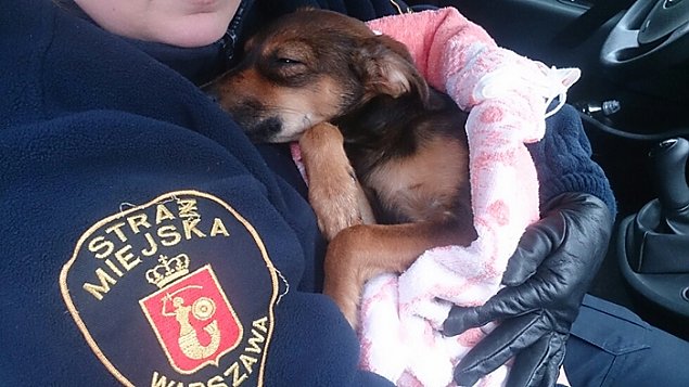 Stranicy uratowali psa na Tyszkiewicza