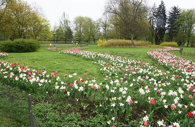 Tulipany bd rzdzi Bielanami