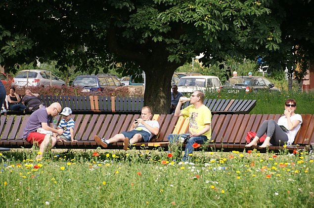 Kwietn k na Chomiczwce zadeptuj psy. "Ludzie wol wybieg ni chwasty"