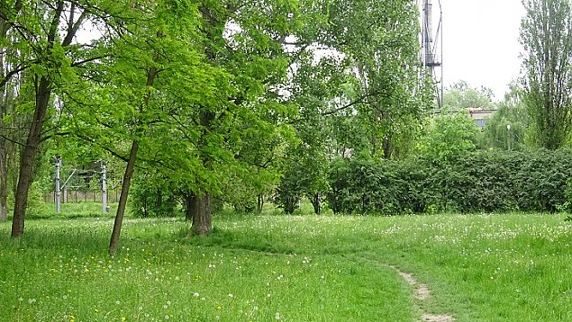 Park Anieli Krzywo prawie uratowany