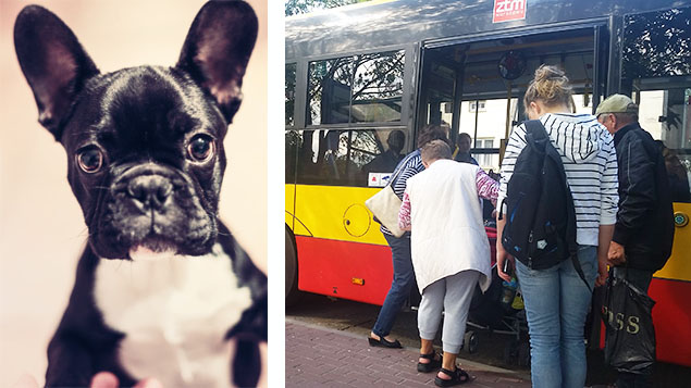 alt='Pies i waciciel usunici z autobusu. &quot;Taki jest regulamin&quot;'
