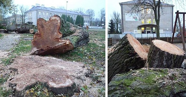 alt='Wycinka starych drzew w szkole na Bielanach. Dzieci protestuj'