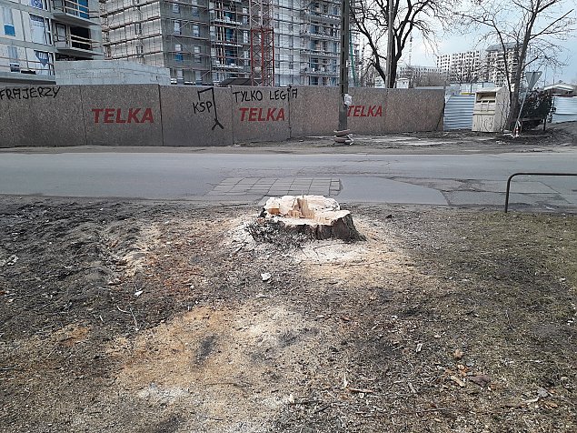 Kolejna wycinka starych drzew. Tym razem na Kwitncej