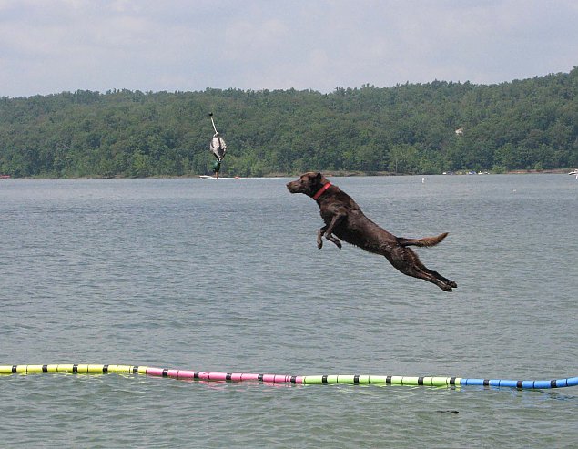 Psi sport. Mistrzostwa Polski w Nadarzynie