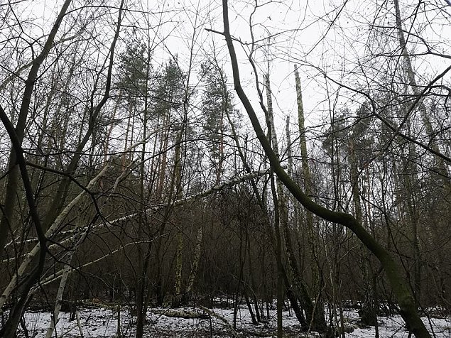 alt='Wielka wycinka w lesie Brdnowskim. &quot;Natura sobie nie radzi&quot;'