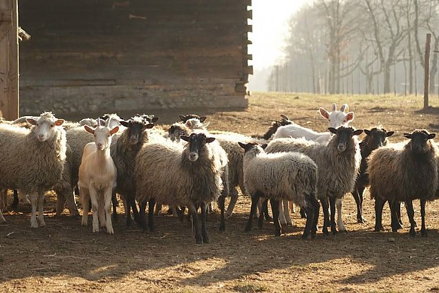 Zagroda Ojrzanów - wyjątkowe miejsce w okolicy