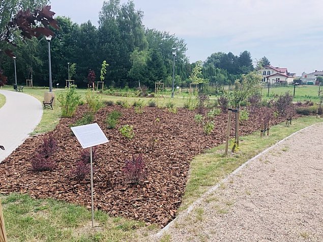 Pastewnik rozkwitł. Przed nami kino plenerowe