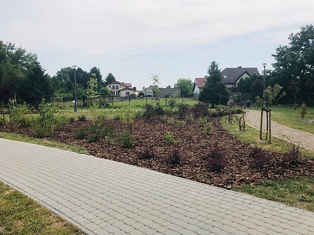 Pastewnik rozkwitł. Przed nami kino plenerowe