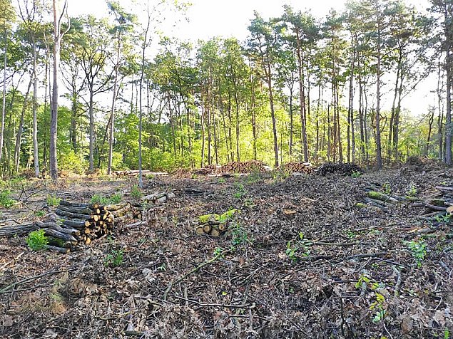 Wielka wycinka lasów. "Robimy to planowo i systematycznie"