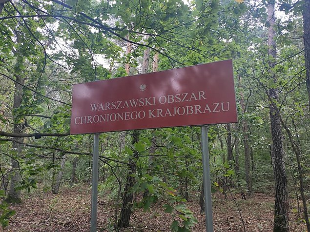 Wielka wycinka lasów. "Robimy to planowo i systematycznie"