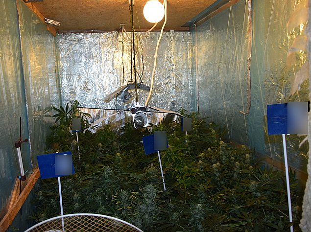 Plantacja marihuany na Biaoce. Domowy biznes niedoszego zicia