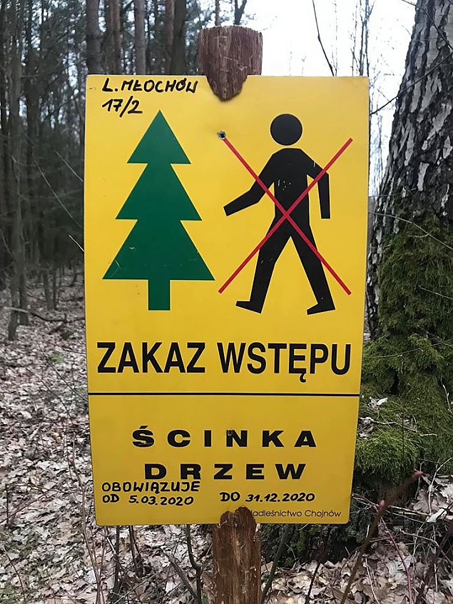Tną hektary Lasu Młochowskiego. Zakaz wstępu dla ludzi