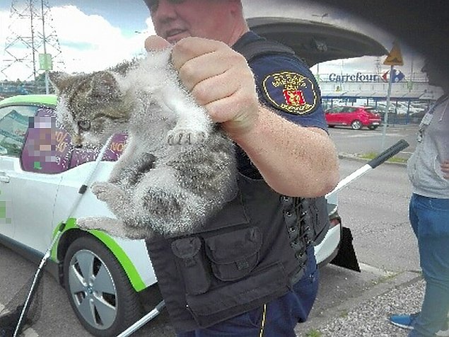 Stranicy miejscy uratowali... kota. Maluch skry si w samochodzie