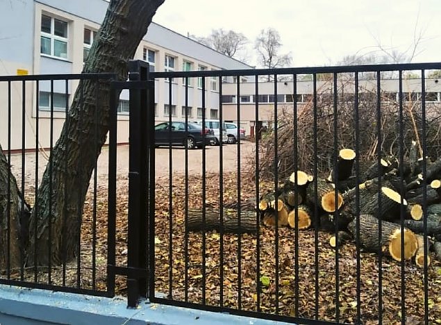 alt='Drzewa zagraay ludziom. Aktywici: &quot;masakra pi mechaniczn&quot;'