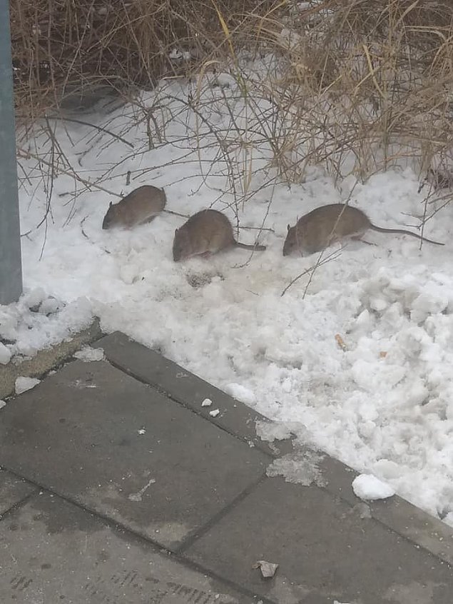 alt='Szczury przyszy na przystanek przy Toruskiej. Czy jest si czego ba?'