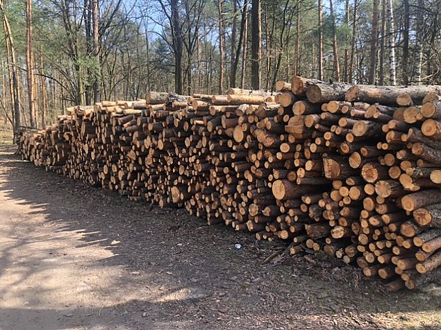 Sterty drewna do kupienia od Lasw Miejskich. To wci tylko gospodarka lena czy ju zarobkowa?