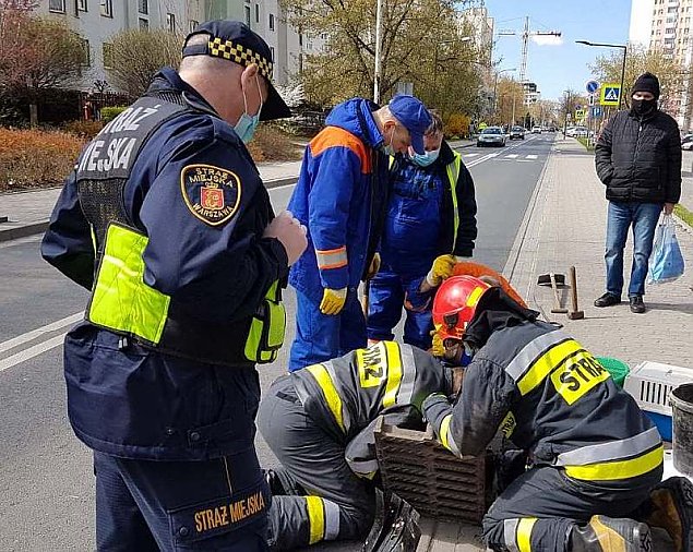 Kacza rodzinka z Chomiczwki potrzebowaa pomocy. Kacztka wpady do studzienki