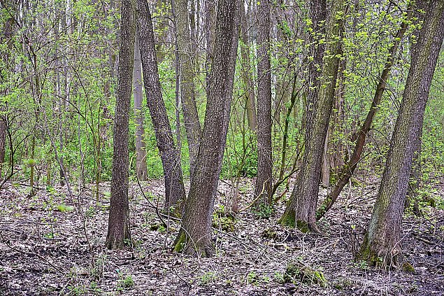 alt='3400 drzew dla Lasu Brdnowskiego. Nasadzenia wystartoway'