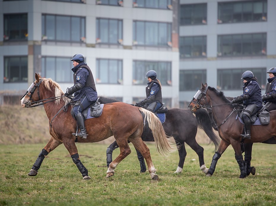 Trzydniowe szkolenie policyjnych koni w Warszawie [GALERIA]