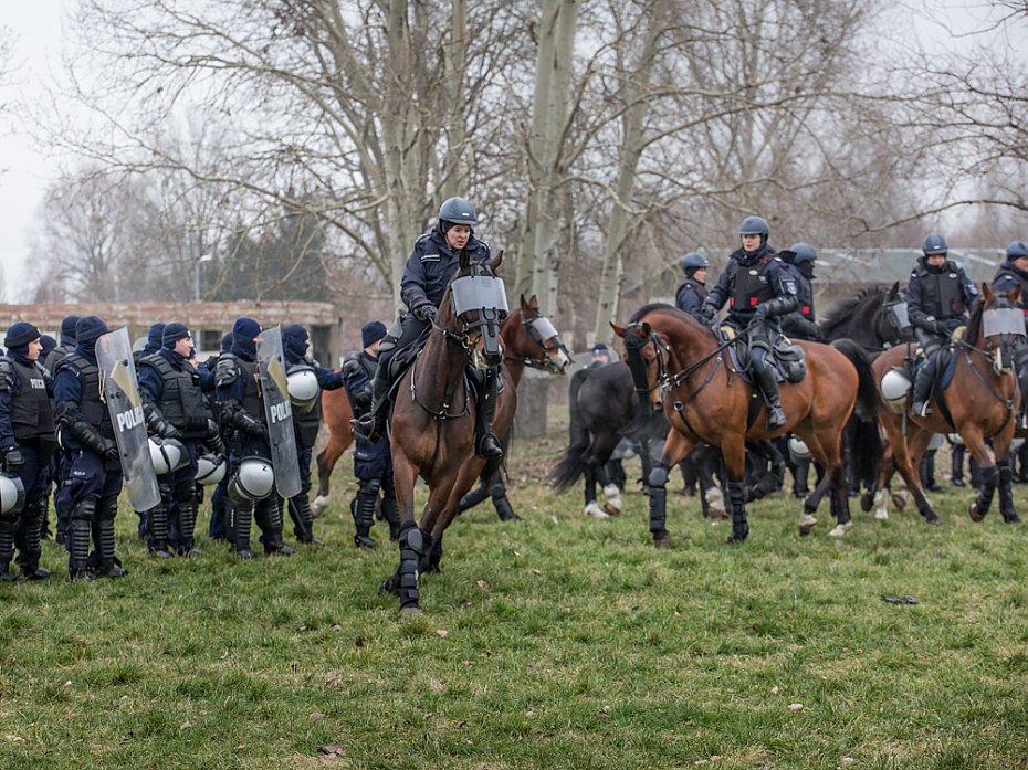 Trzydniowe szkolenie policyjnych koni w Warszawie [GALERIA]