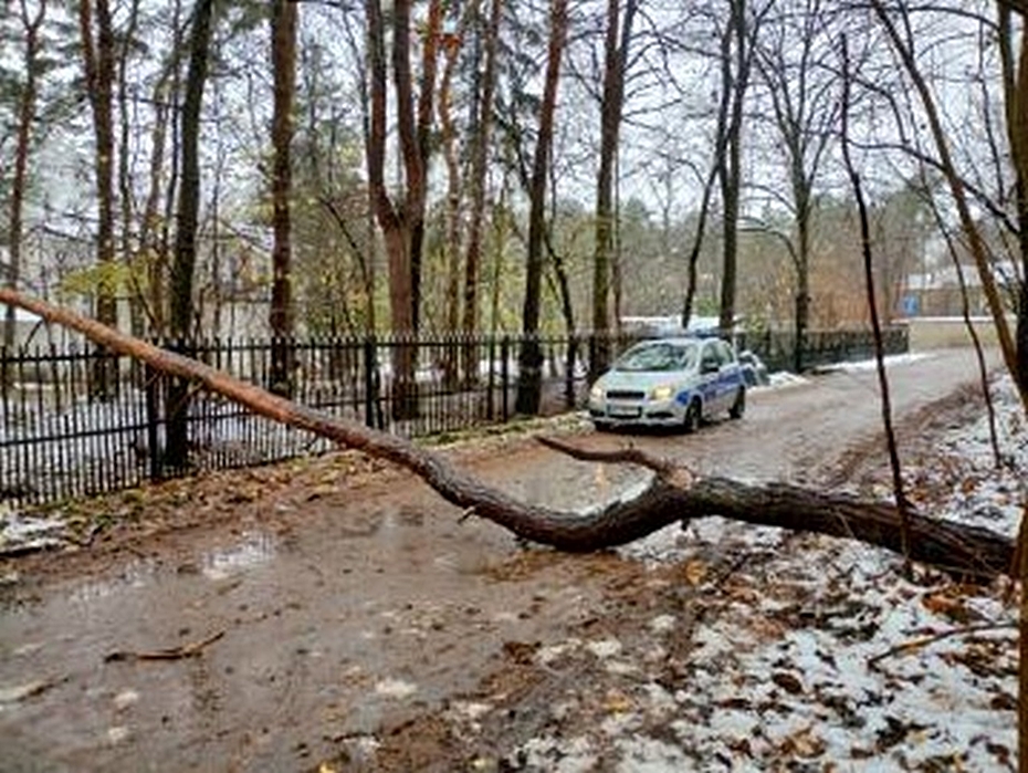 Zwalone drzewo blokowao dojazd do domw w Miedzeszynie
