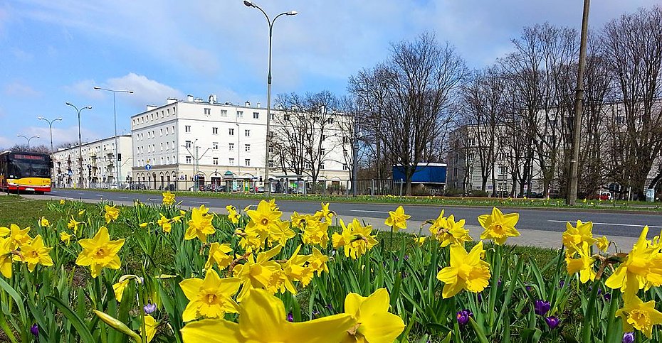 Bdzie wicej kwiatw w alei Wojska Polskiego