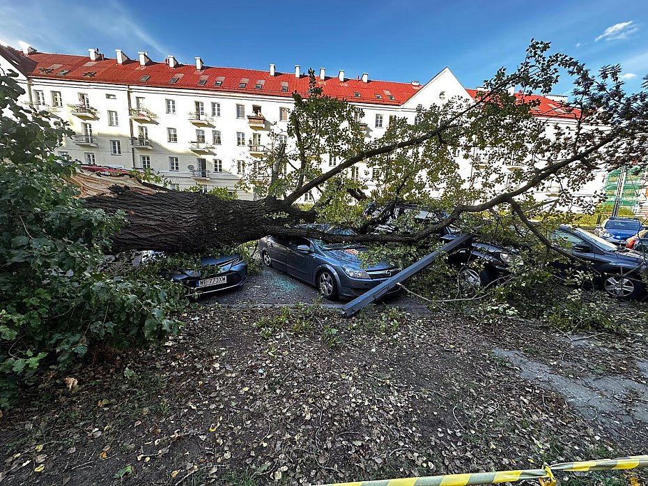 alt='Drzewo runo na auta. Dwie osoby w rodku'
