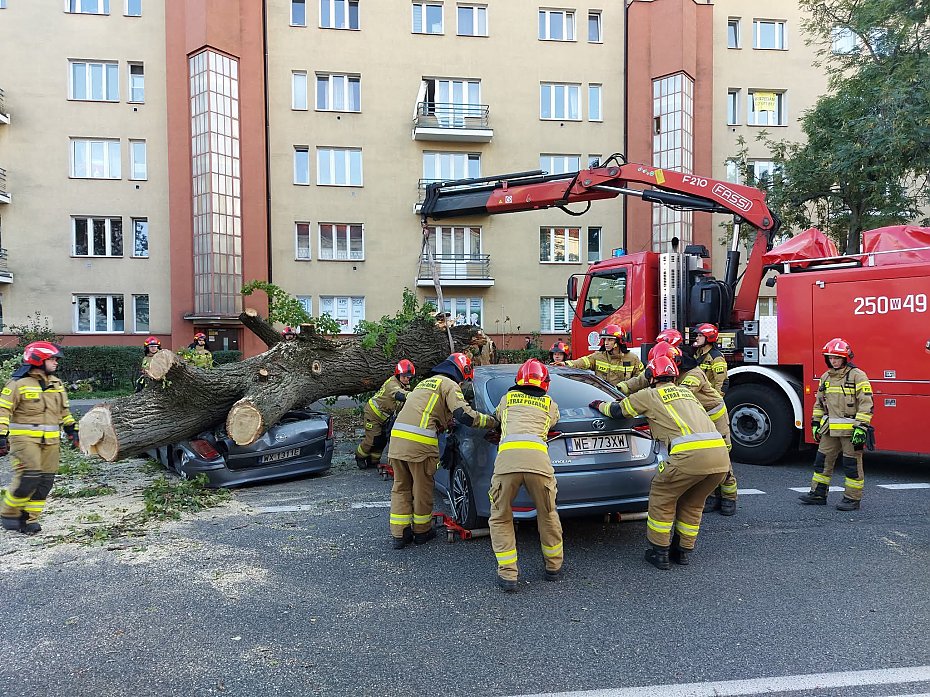 Drzewo runo na auta. Dwie osoby w rodku