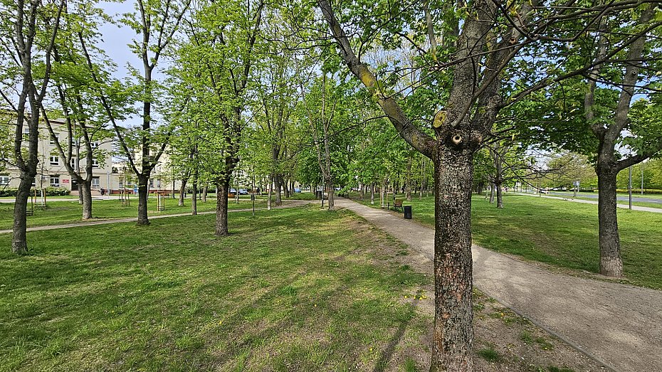 oliborz zakwitnie. Nowe roliny w parkach i na skwerach