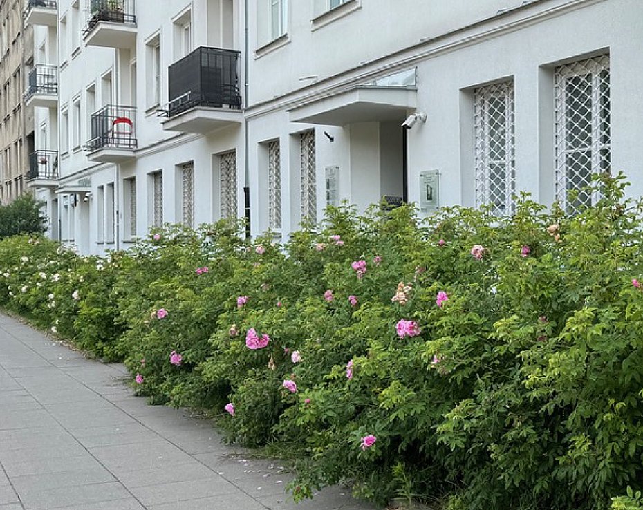 alt='oliborz zakwitnie. Nowe roliny w parkach i na skwerach'