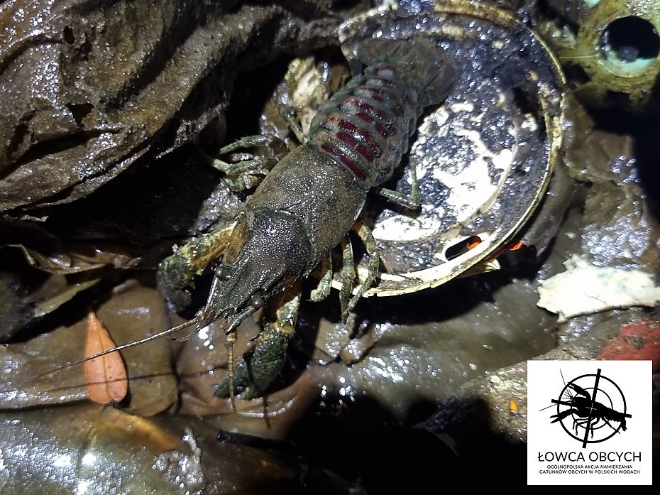 alt='Łacha Potocka posprzątana. Ekolodzy wyłowili tysiące śmieci'