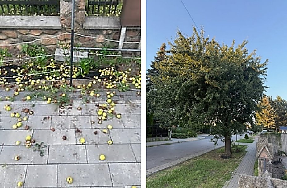 Spr na Elsnerowie. Stara grusza brudzi chodnik