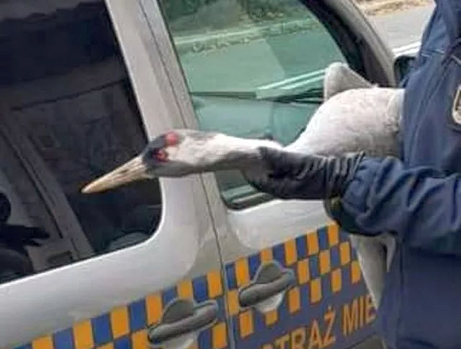 alt='Wyczerpany żuraw wylądował na warszawskim podwórku. Pomogli mu strażnicy miejscy'