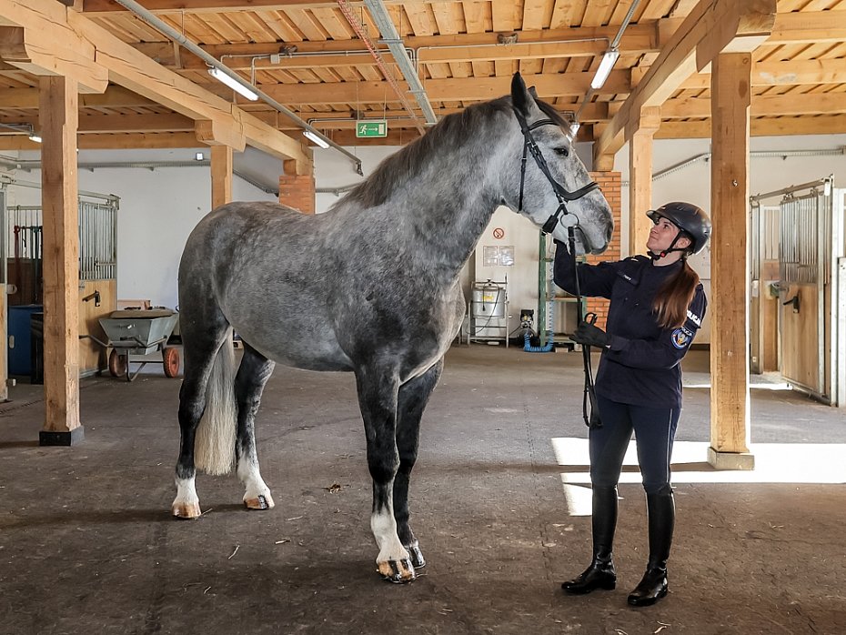 Stoeczna policja ma dwa nowe konie