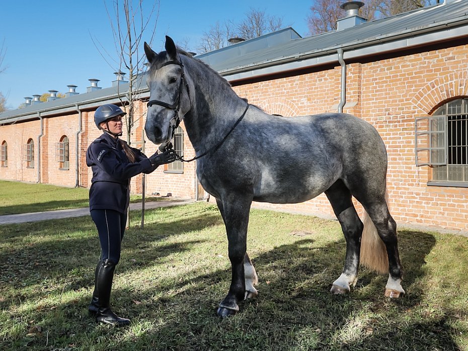 Stoeczna policja ma dwa nowe konie