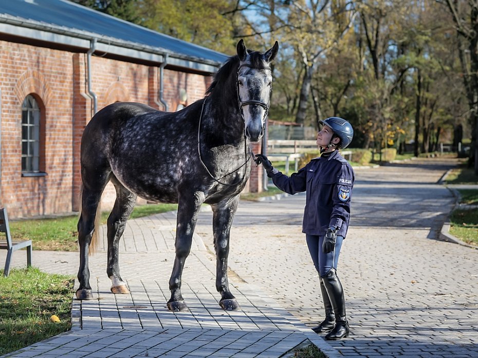 Stoeczna policja ma dwa nowe konie