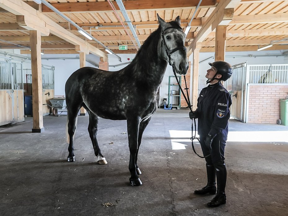 Stoeczna policja ma dwa nowe konie